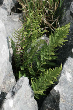 Image of Dryopteris mindshelkensis N. Pavl.