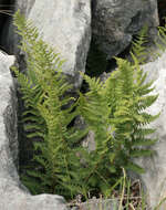 Image de Dryopteris mindshelkensis N. Pavl.