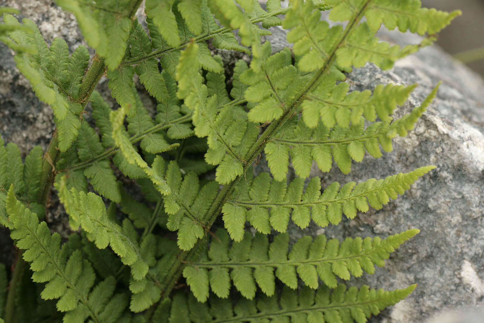 Image de Dryopteris mindshelkensis N. Pavl.