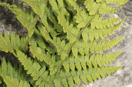 Image de Dryopteris mindshelkensis N. Pavl.