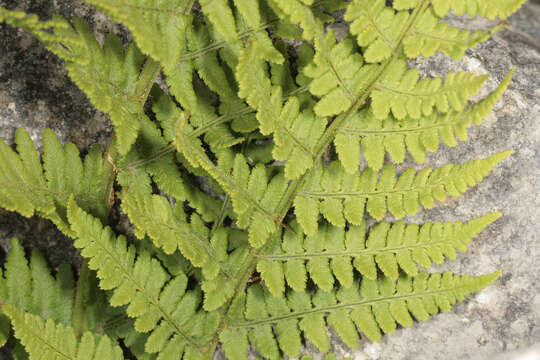 Image of Dryopteris mindshelkensis N. Pavl.