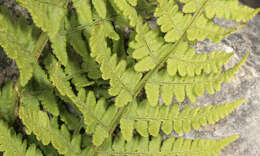 Image de Dryopteris mindshelkensis N. Pavl.