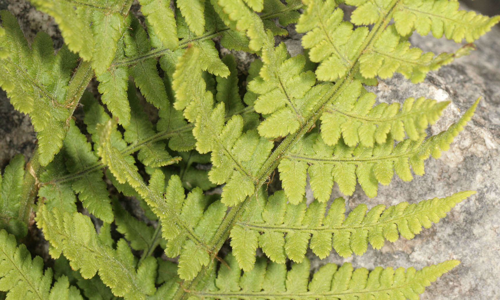 Image de Dryopteris mindshelkensis N. Pavl.