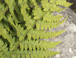 Image de Dryopteris mindshelkensis N. Pavl.