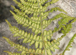 Image de Dryopteris mindshelkensis N. Pavl.