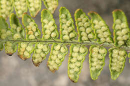 Image de Dryopteris mindshelkensis N. Pavl.