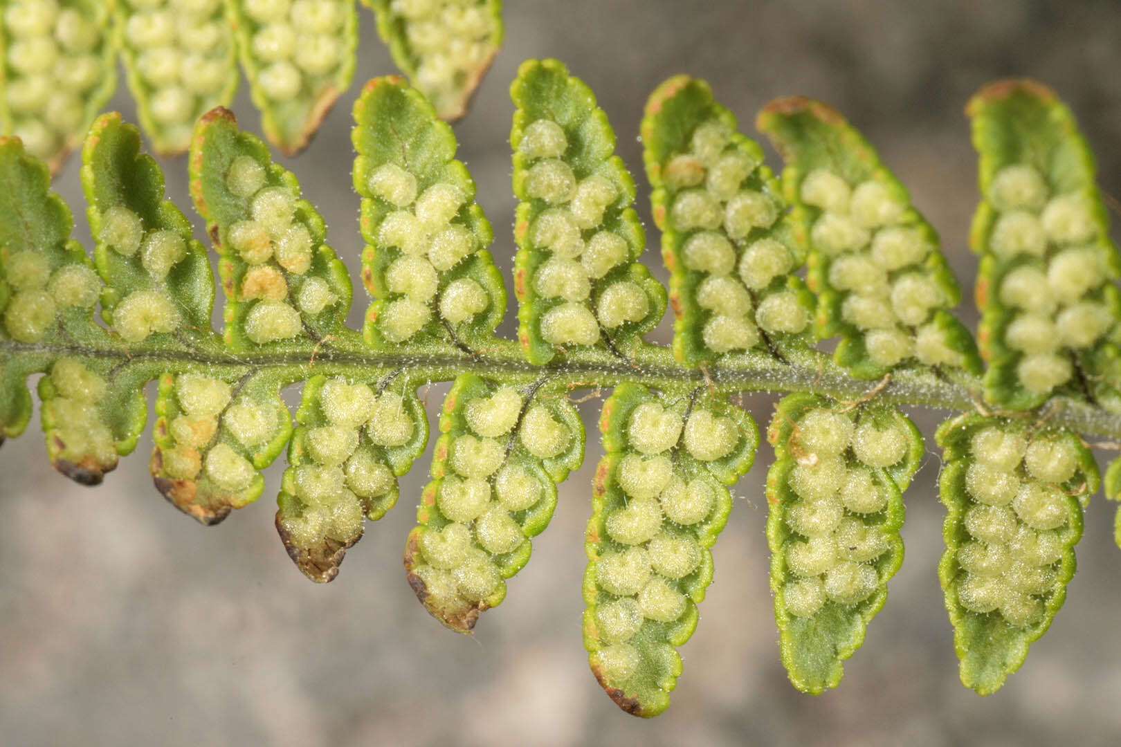 Image de Dryopteris mindshelkensis N. Pavl.