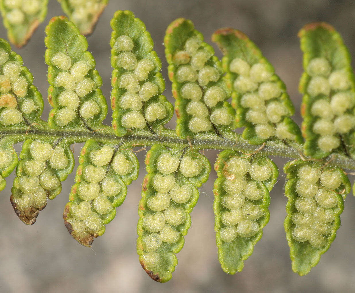 Image de Dryopteris mindshelkensis N. Pavl.