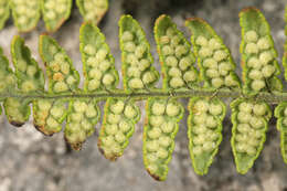 Image of Dryopteris mindshelkensis N. Pavl.