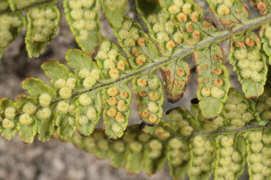 Image of Dryopteris mindshelkensis N. Pavl.