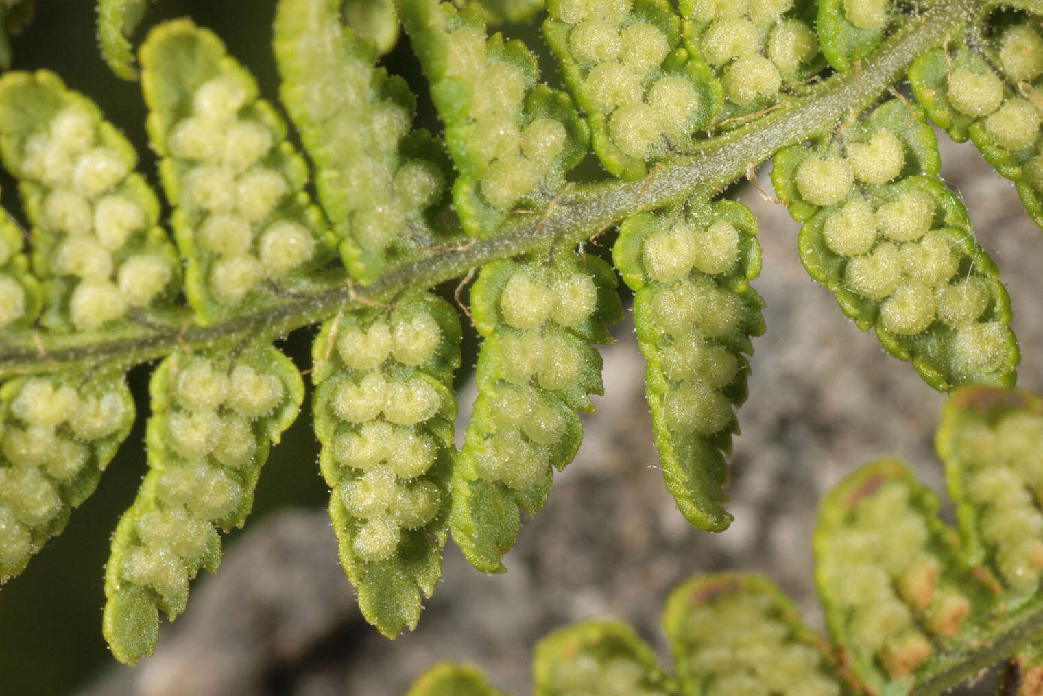 Image de Dryopteris mindshelkensis N. Pavl.