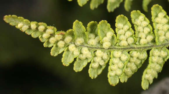 Image of Dryopteris mindshelkensis N. Pavl.