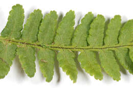 Image de Dryopteris mindshelkensis N. Pavl.