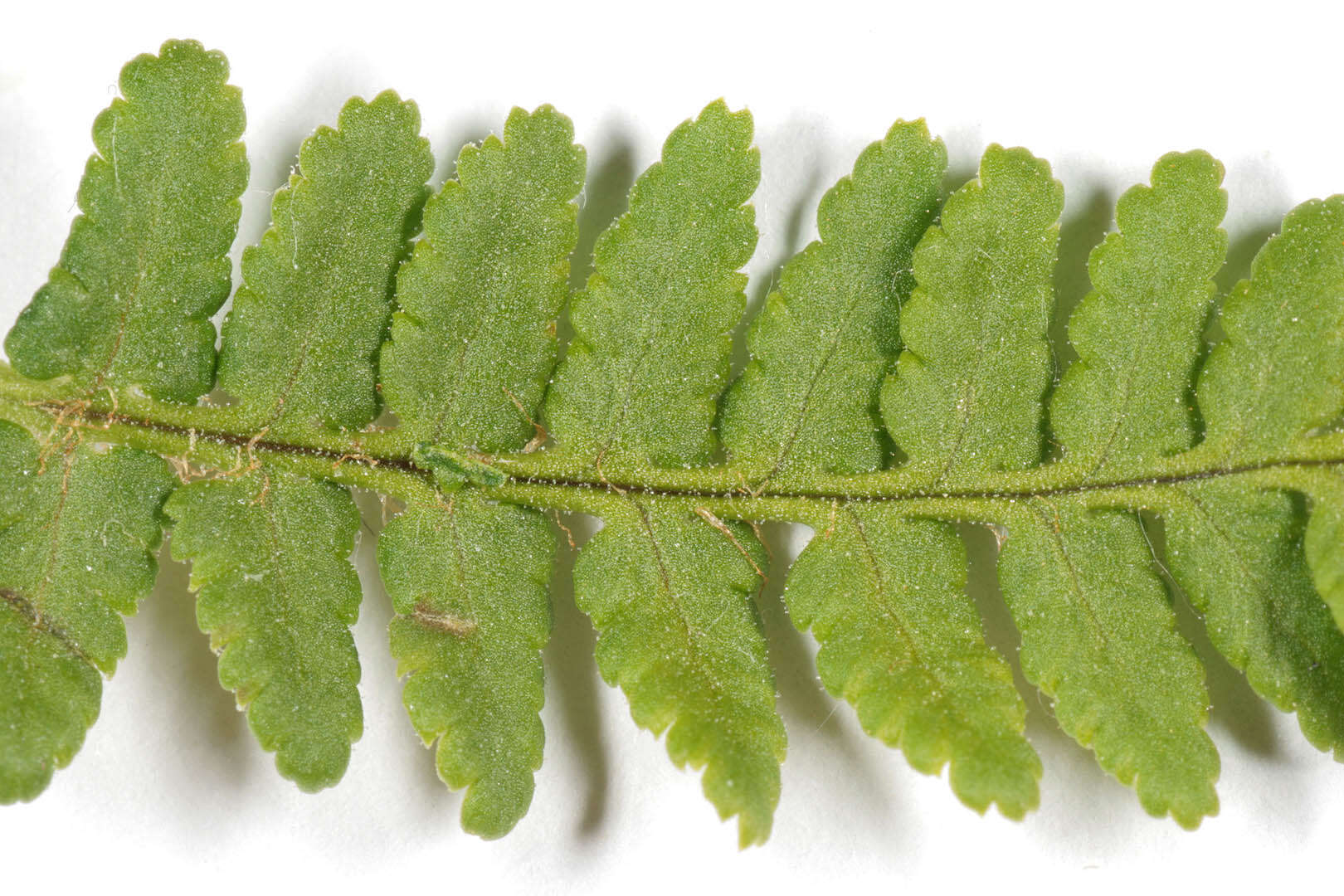 Image de Dryopteris mindshelkensis N. Pavl.