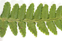 Image de Dryopteris mindshelkensis N. Pavl.