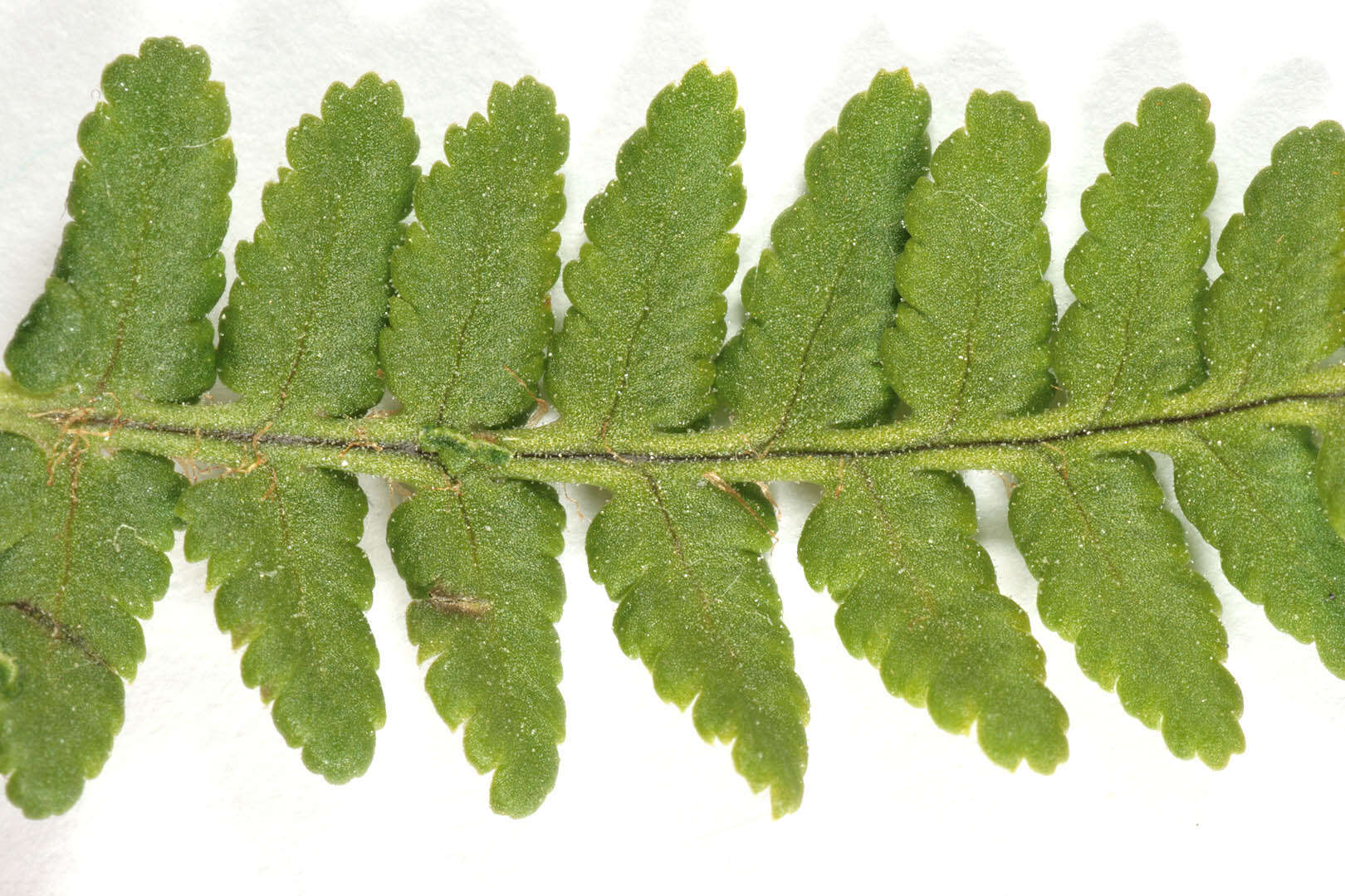 Image de Dryopteris mindshelkensis N. Pavl.