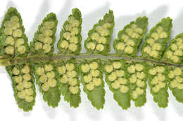 Image de Dryopteris mindshelkensis N. Pavl.