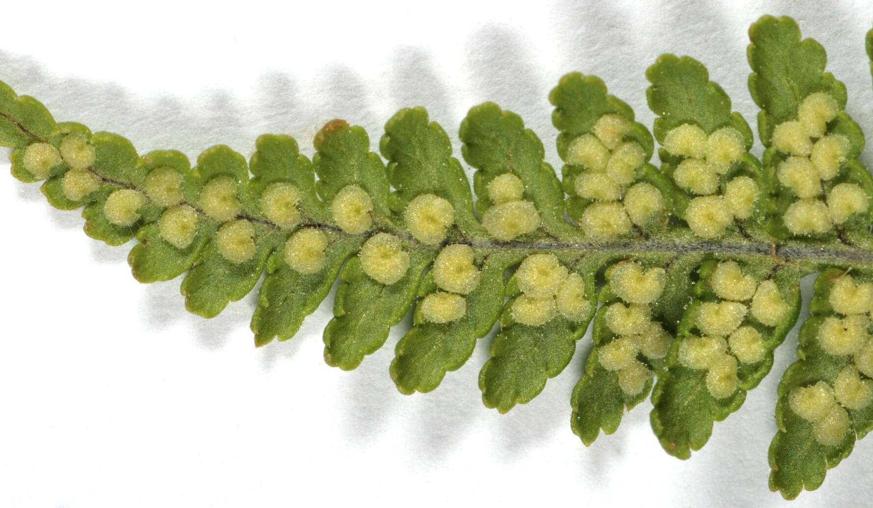 Image de Dryopteris mindshelkensis N. Pavl.