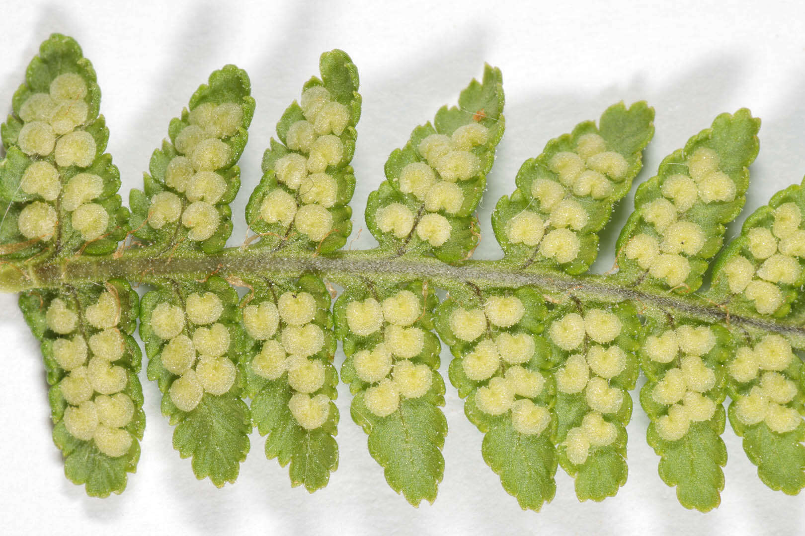 Image de Dryopteris mindshelkensis N. Pavl.