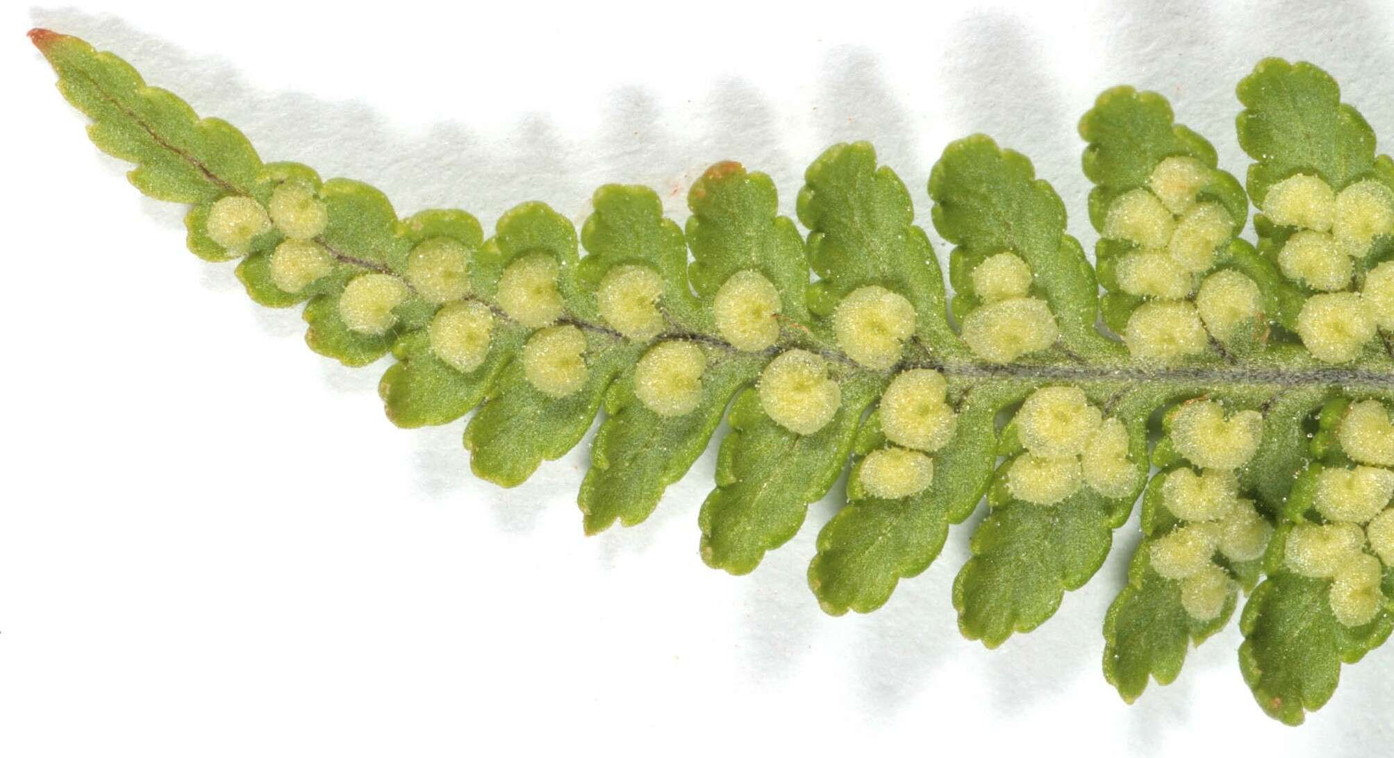 Image de Dryopteris mindshelkensis N. Pavl.