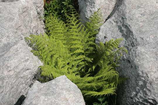 Image of Lady-fern