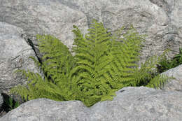 Слика од Athyrium filix-femina (L.) Roth