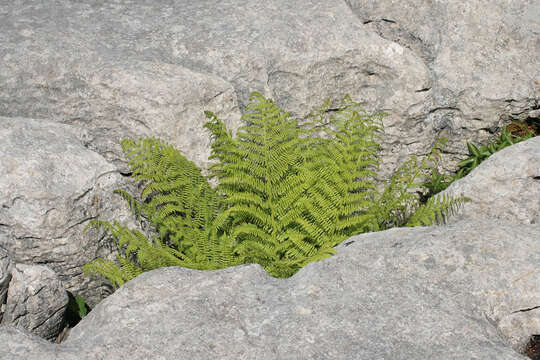 Image of Lady-fern