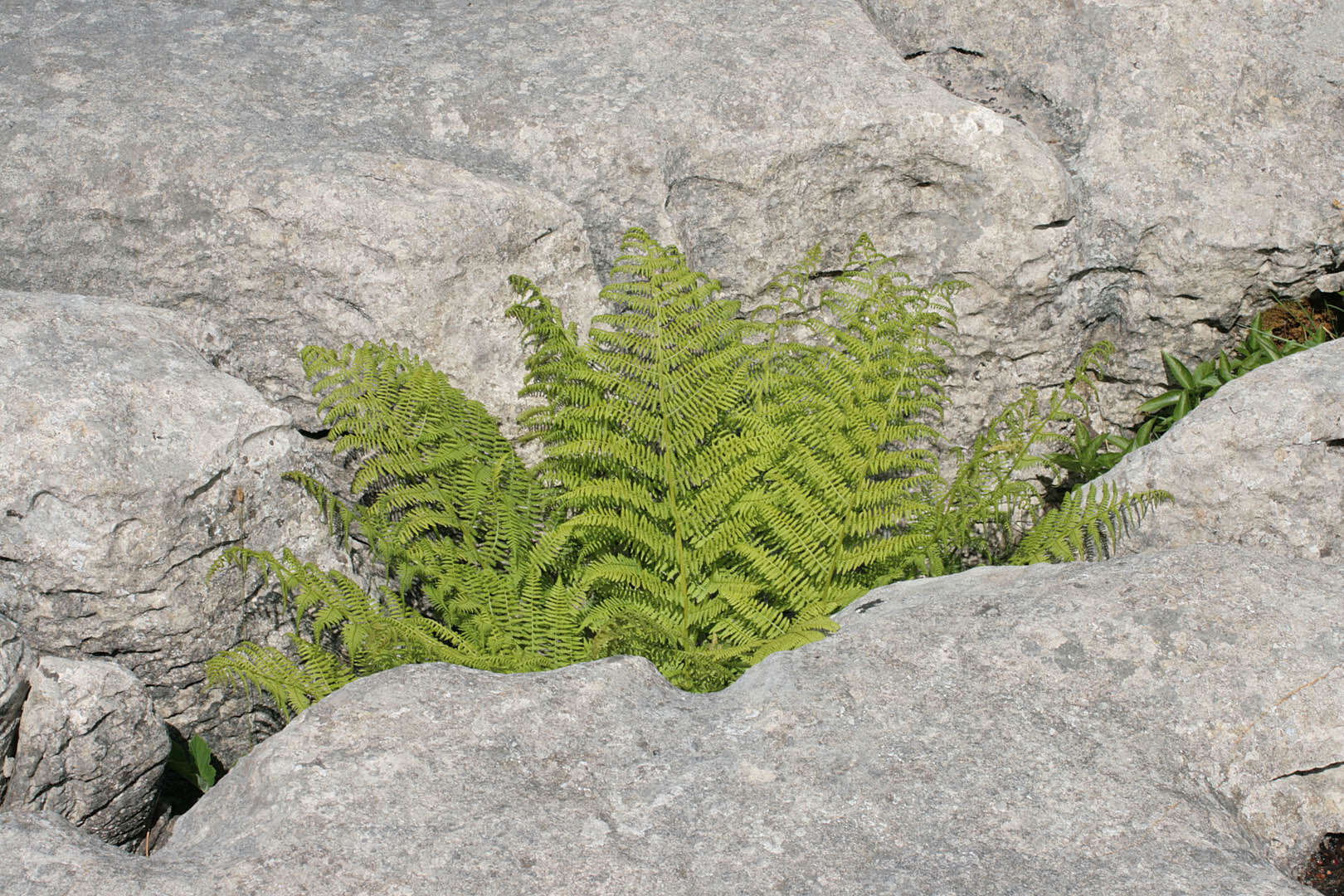 Слика од Athyrium filix-femina (L.) Roth