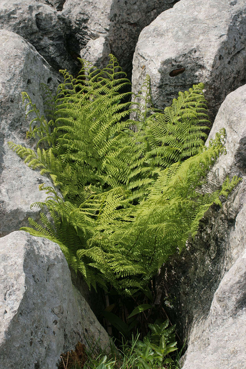 Image of Lady-fern