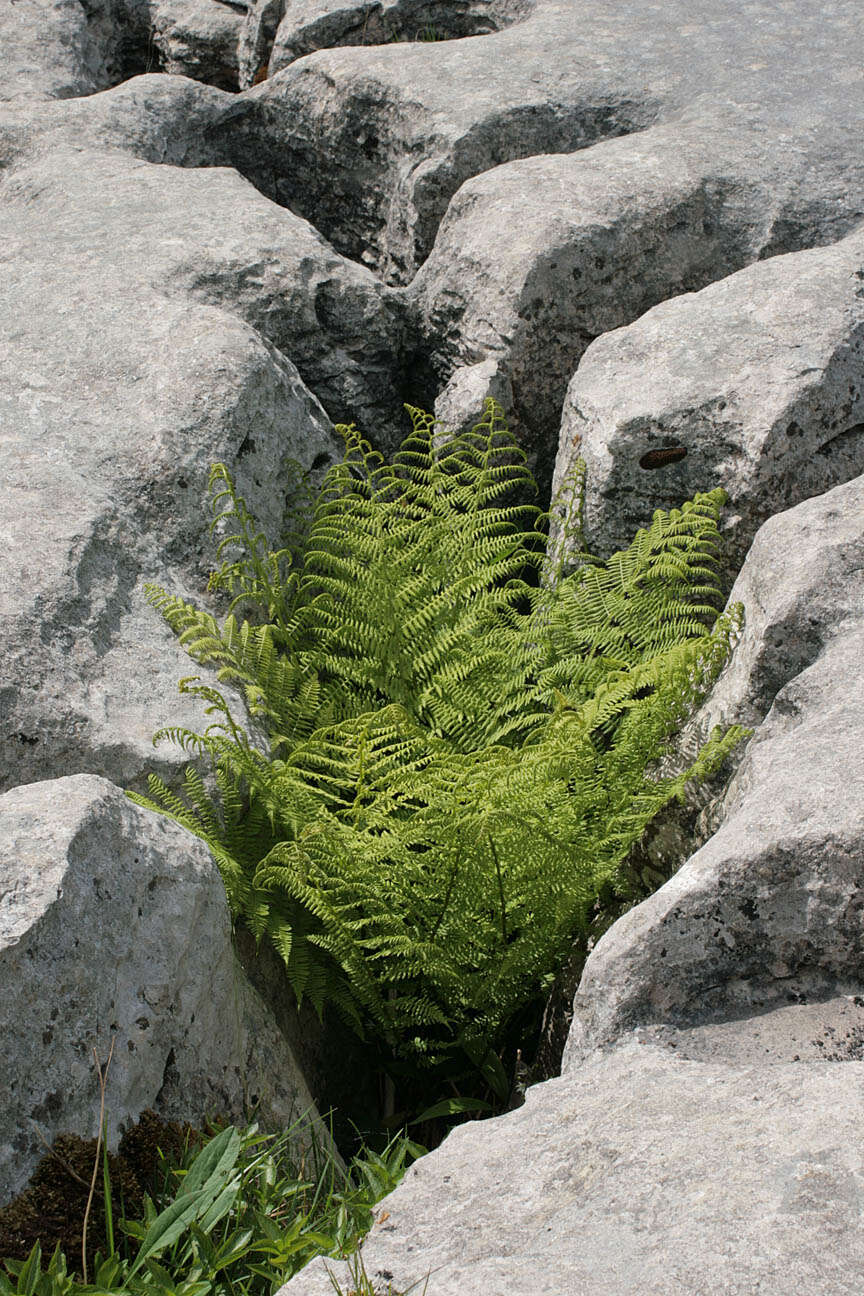 Image of Lady-fern