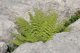 Image of Lady-fern