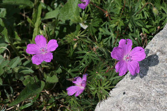 Image of bloody geranium