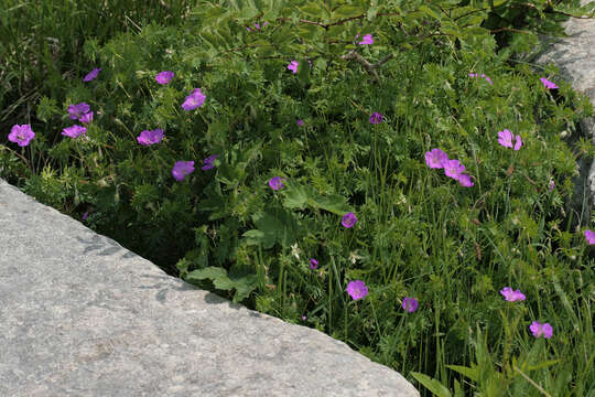 Image of bloody geranium