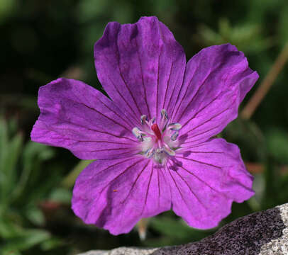 Image of bloody geranium