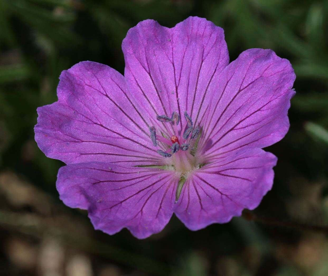 Image of bloody geranium