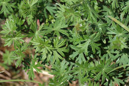 Image of bloody geranium