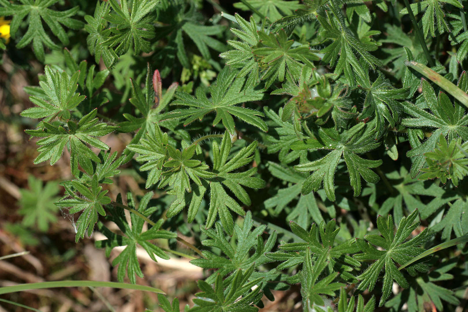 Image of bloody geranium