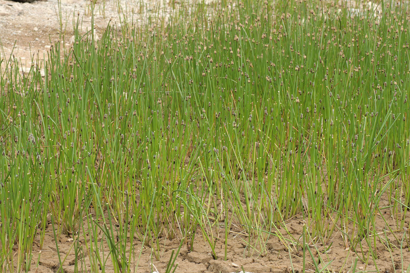 Image of Eleocharis mamillata subsp. austriaca (Hayek) Strandh.