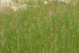 Image of Eleocharis mamillata subsp. austriaca (Hayek) Strandh.