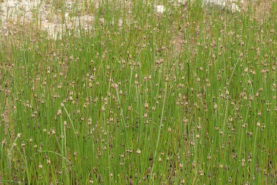 Image of Eleocharis mamillata subsp. austriaca (Hayek) Strandh.