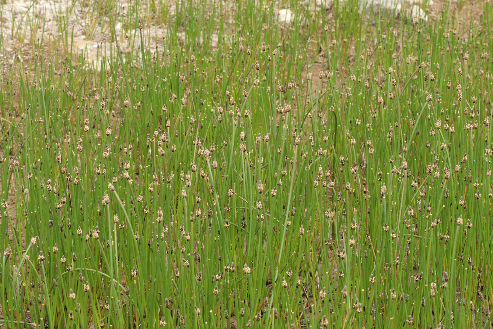 Image of Eleocharis mamillata subsp. austriaca (Hayek) Strandh.