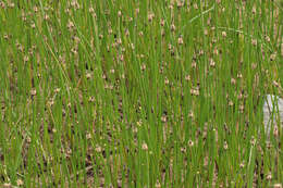 Image of Eleocharis mamillata subsp. austriaca (Hayek) Strandh.