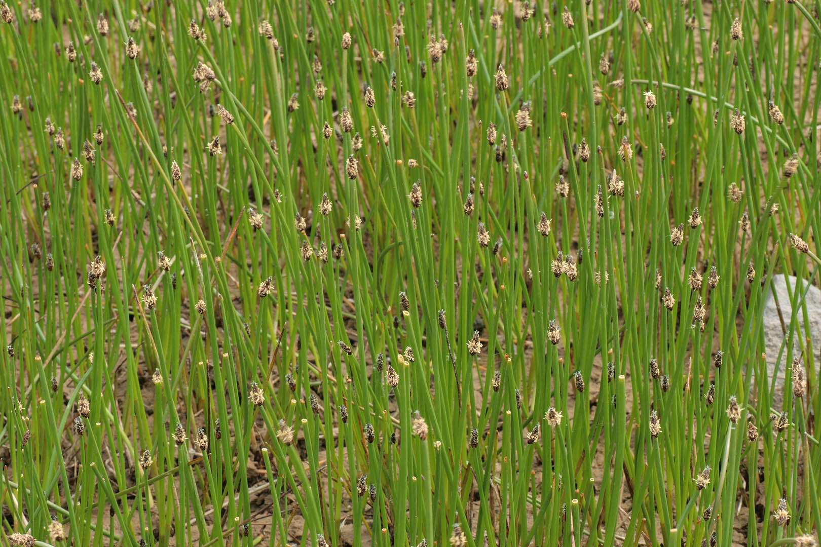 Image of Eleocharis mamillata subsp. austriaca (Hayek) Strandh.