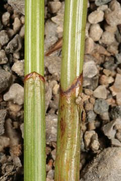 Image of Eleocharis mamillata subsp. austriaca (Hayek) Strandh.