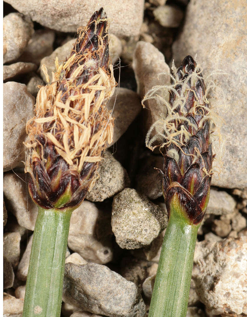 Image of Eleocharis mamillata subsp. austriaca (Hayek) Strandh.