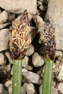 Image of Eleocharis mamillata subsp. austriaca (Hayek) Strandh.