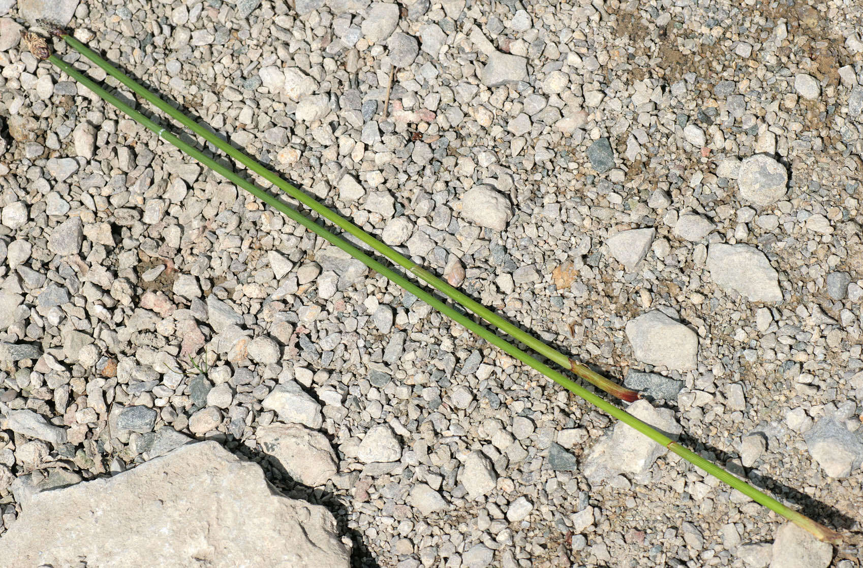 Image of Eleocharis mamillata subsp. austriaca (Hayek) Strandh.