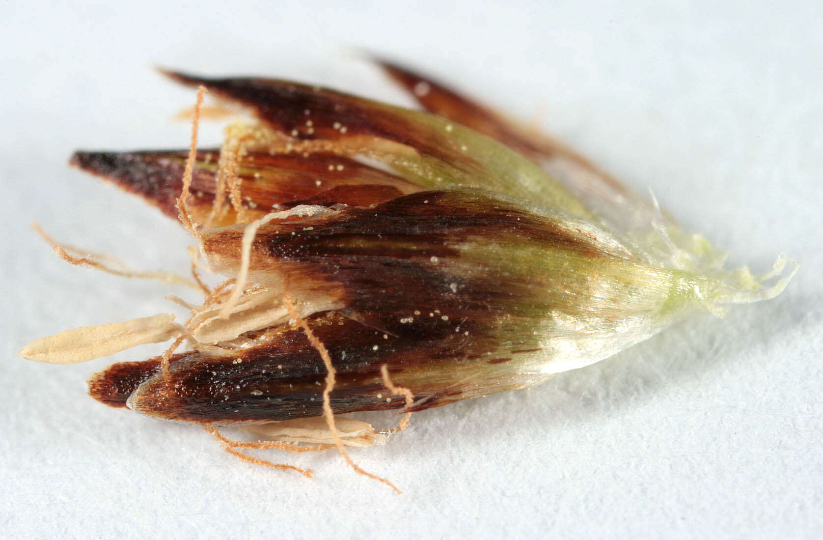 Image of Eleocharis mamillata subsp. austriaca (Hayek) Strandh.