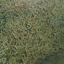 Image of oxygen-weed