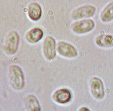 Image of Mycoacia uda (Fr.) Donk 1931